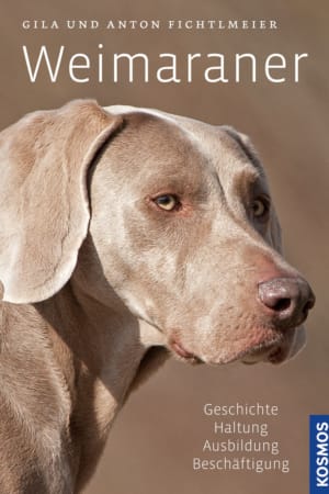 Weimaraner