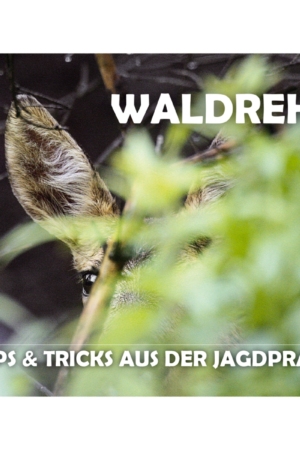 Broschüre: Waldrehe